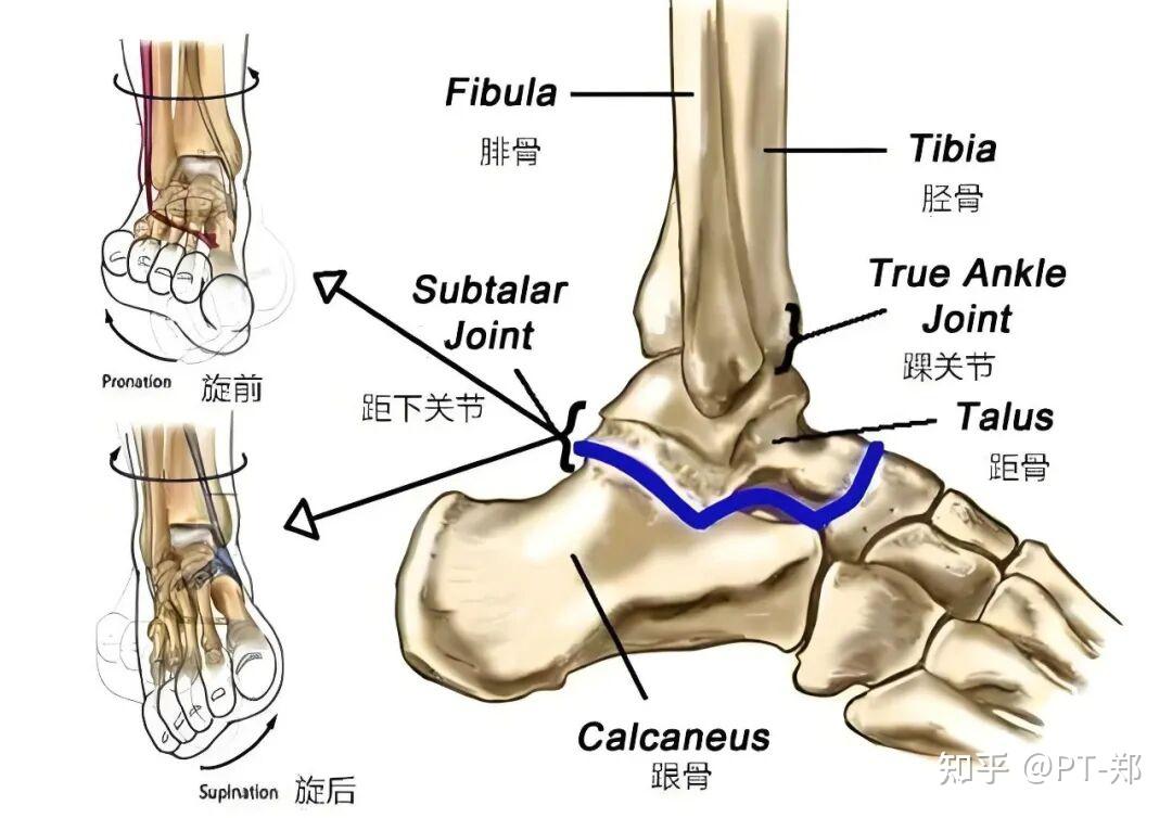 踝关节扭伤与慢性踝关节不稳(CAI)居家康复指南 - 知乎