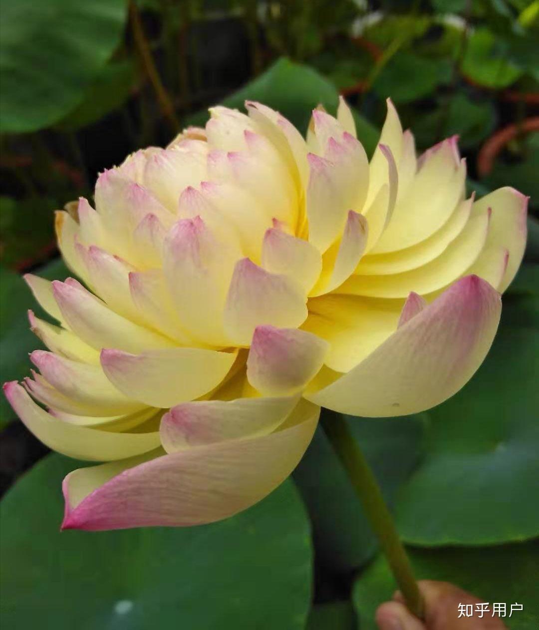 碗莲怎么水培?(水培碗莲种植方法图解)