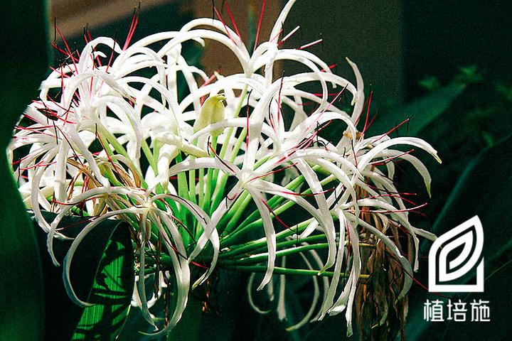 「植培施」文殊兰crinum asiaticum 球根,宿根花卉栽培手册