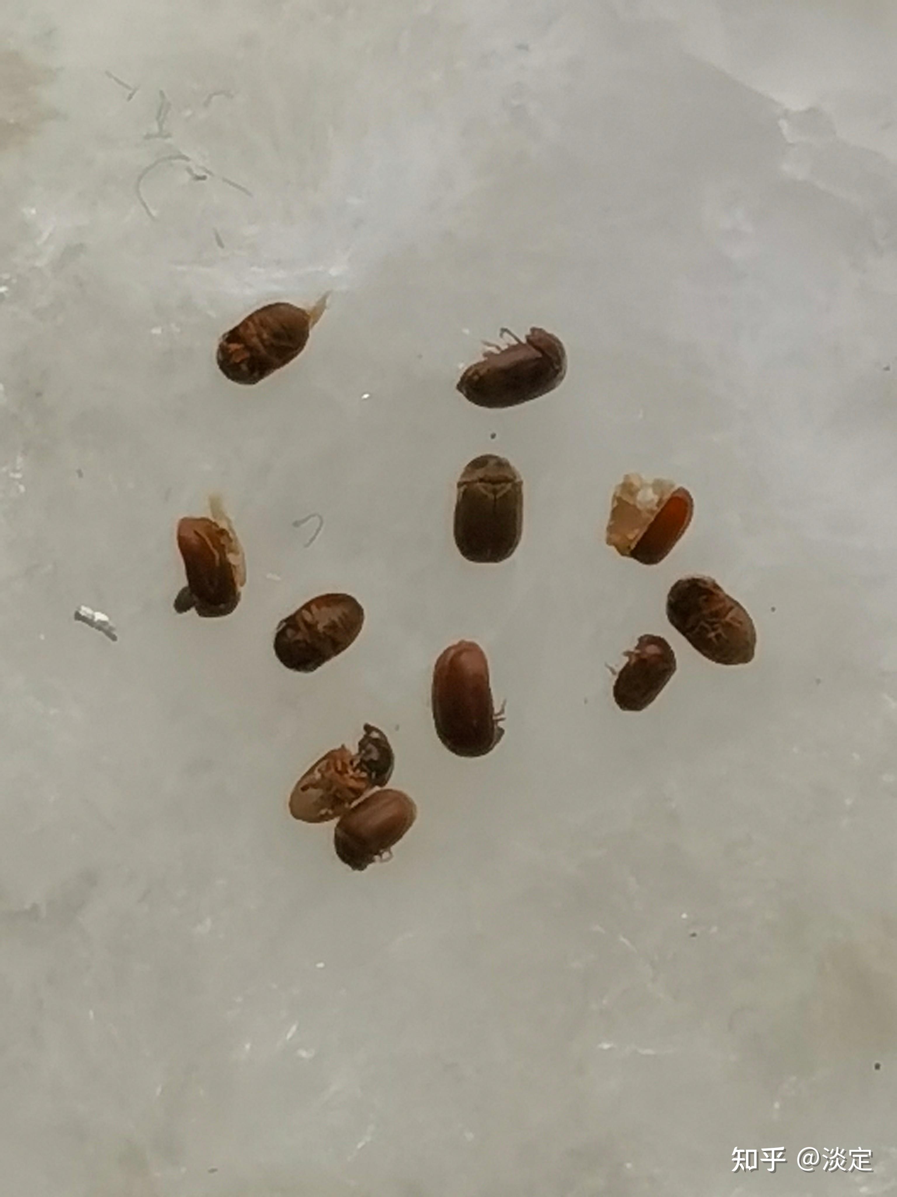 家里的窗台上有很小微小的虫子?