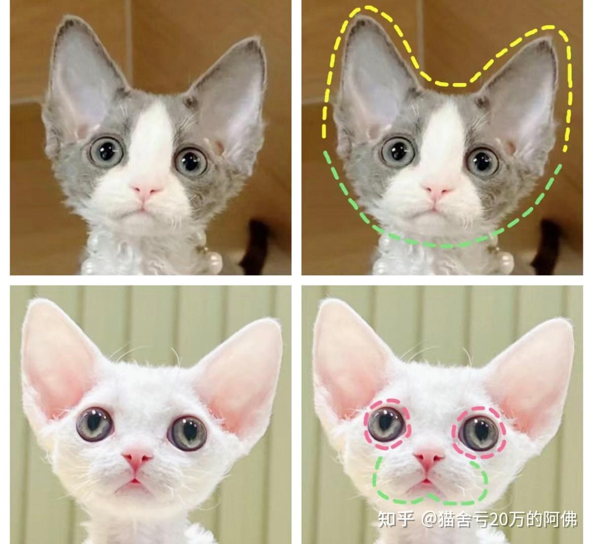 德文卷毛猫到底好不好养?为什么那么多人喜欢德文猫? - 知乎