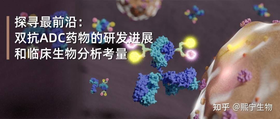 探寻最前沿：双抗ADC药物的研发进展和临床生物分析考量 - 知乎