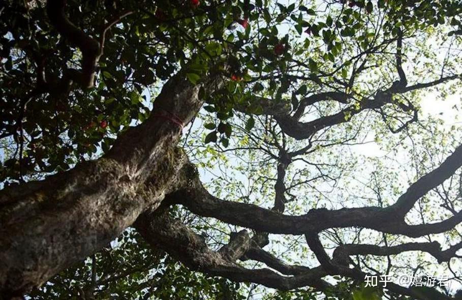 普陀山旅游攻略都有哪些?-普陀山旅游攻略都有哪些地方