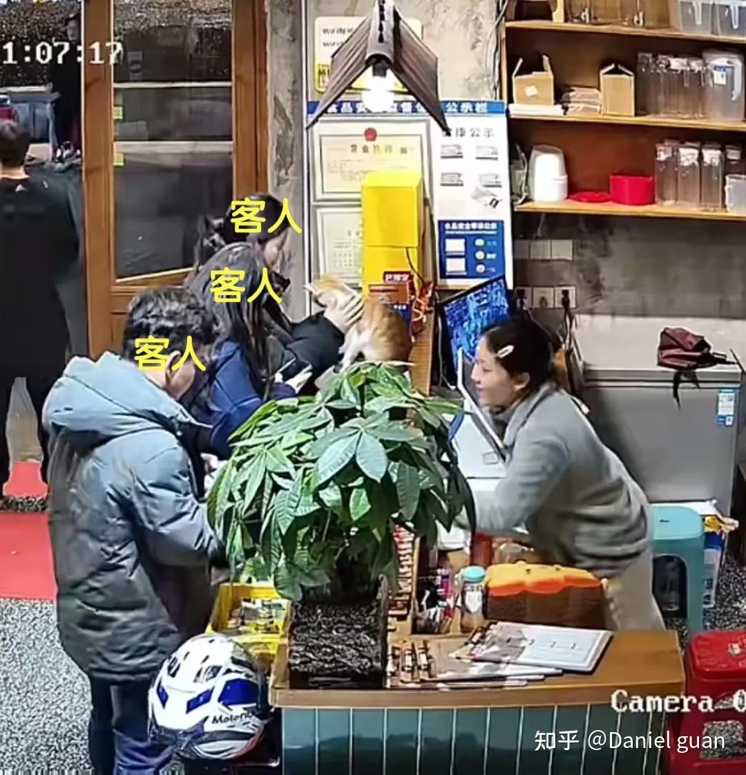 餐馆老板捡了一只“招财猫”，准点上班还任客人摸？网友：喷不了，这种屎黄色的猫最招财！ - 知乎
