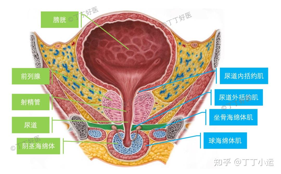 膀胱内括约肌图片