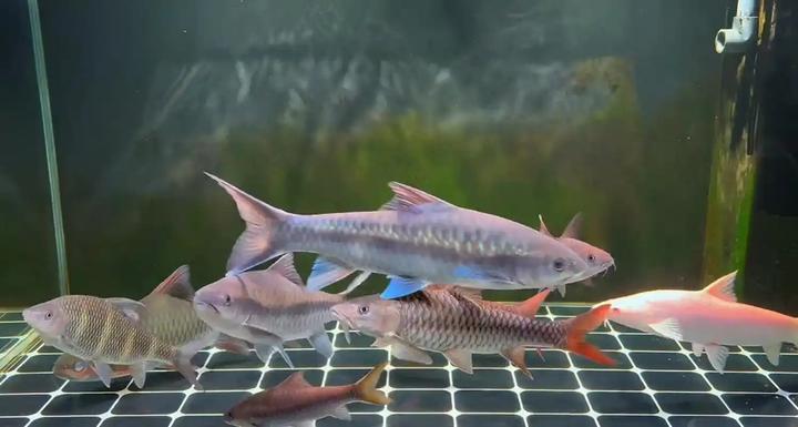 红黄蓝齐活了?吉罗鱼大盘点Cyprinidae(结鱼属) - 知乎