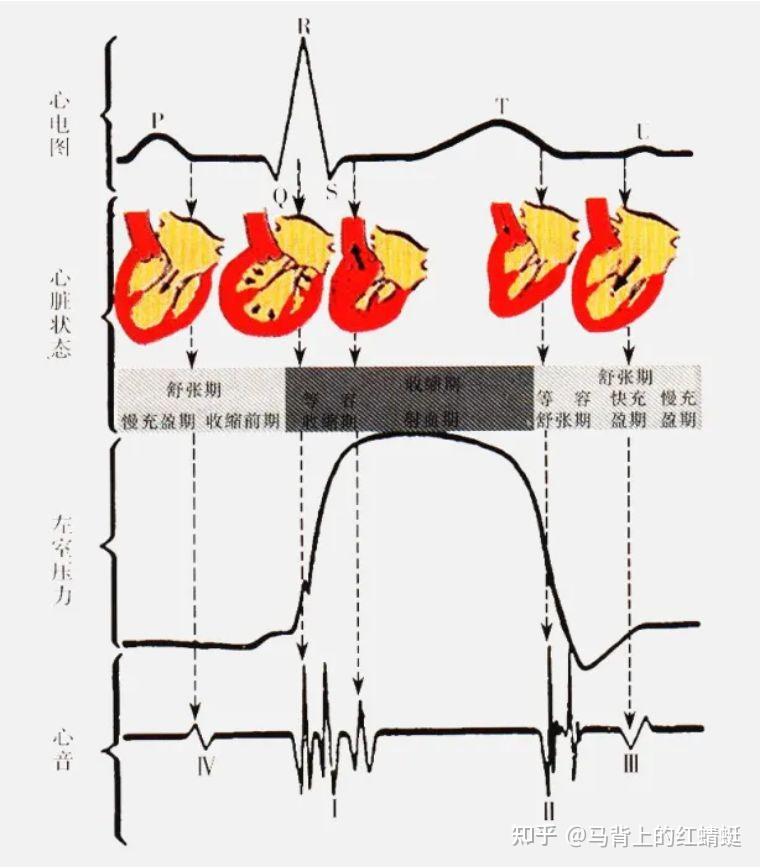 运动爱好者被告知心脏不好该怎么办附24小时心电图