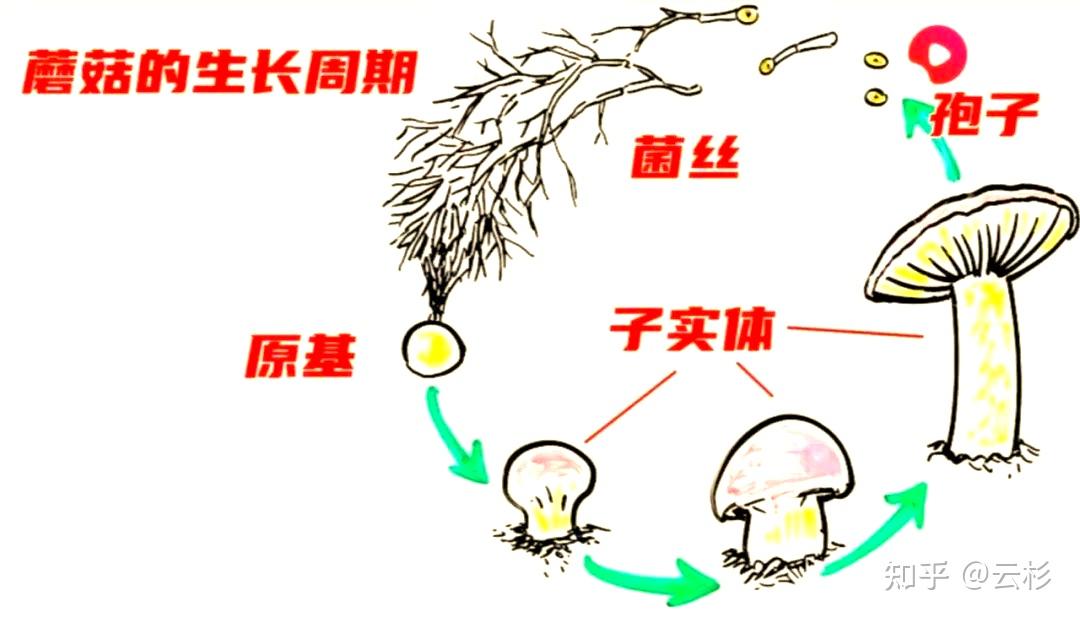 云南的菌子那么好,为什么不人工培育? - 知乎