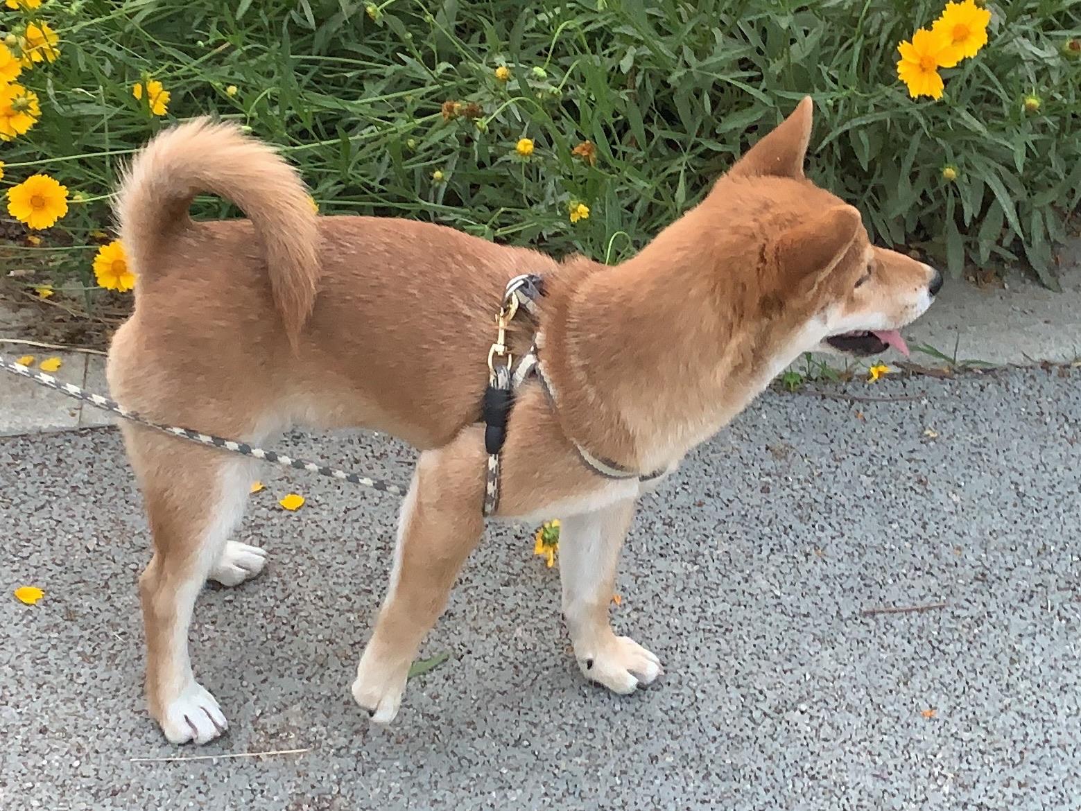 5个半月的柴犬身高42体重18斤 身子很长腿也很长 纯吗? - 知乎