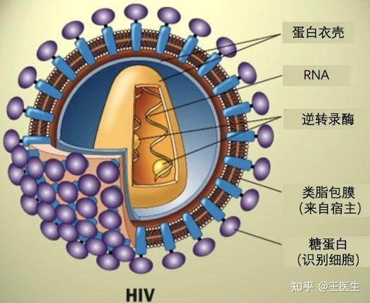 hiv体外感染是否只有理论可能, 体液离开人体,因为环境的变化,病毒