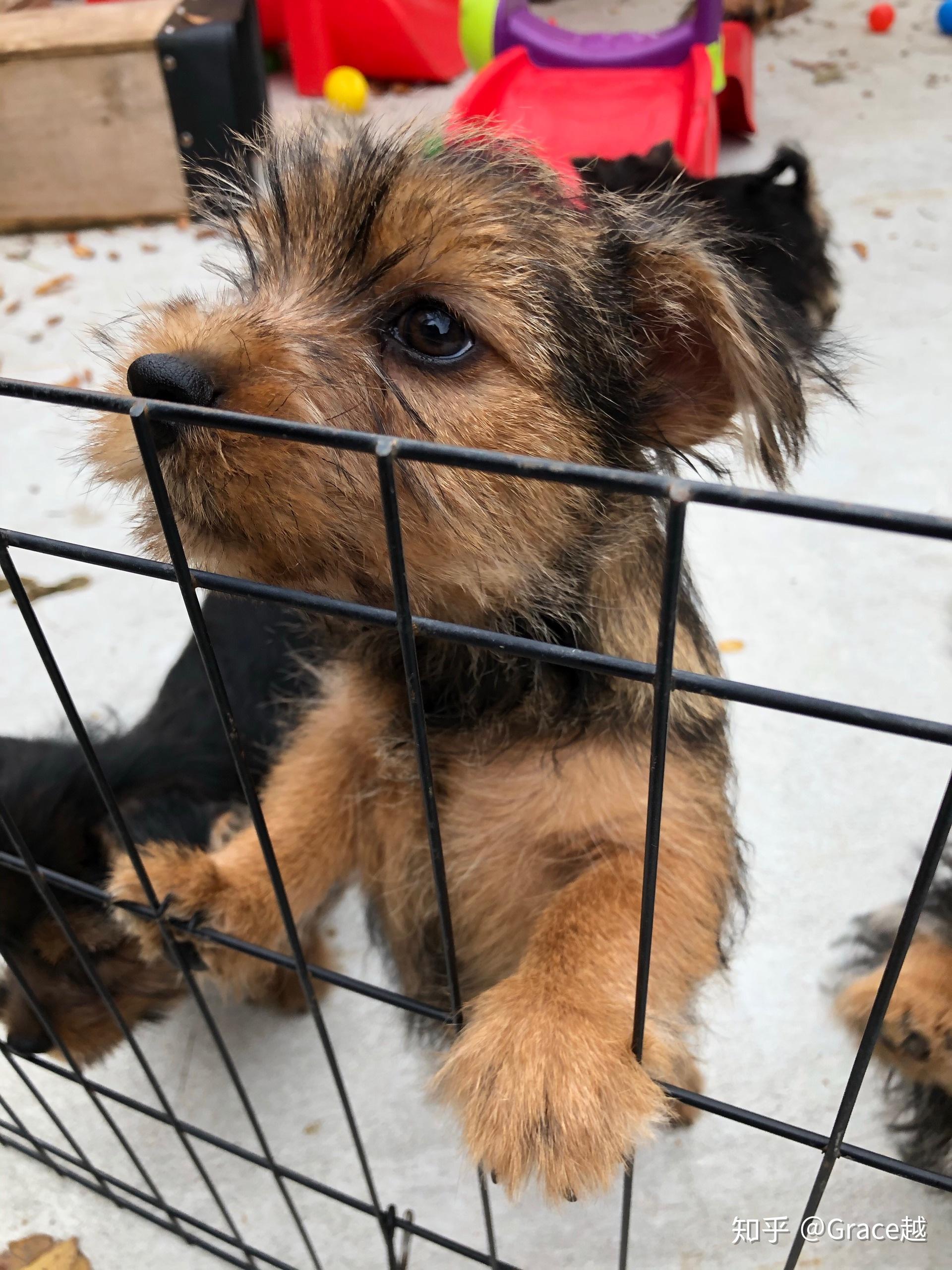 养一只诺里奇梗(诺维茨梗 norwich terrier)是什么感受? - 知乎