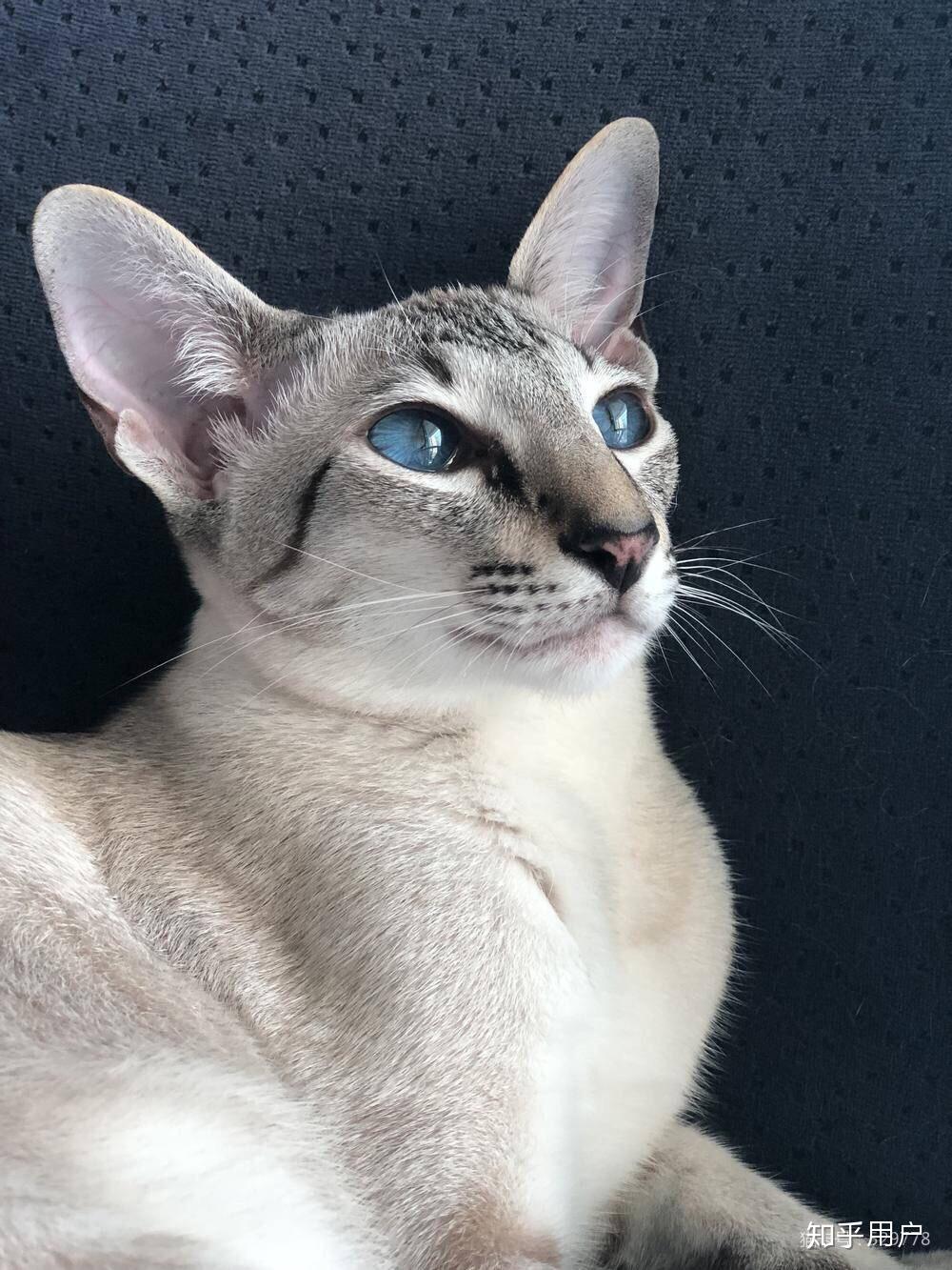 养东短(东方短毛猫)是什么体验? - 知乎