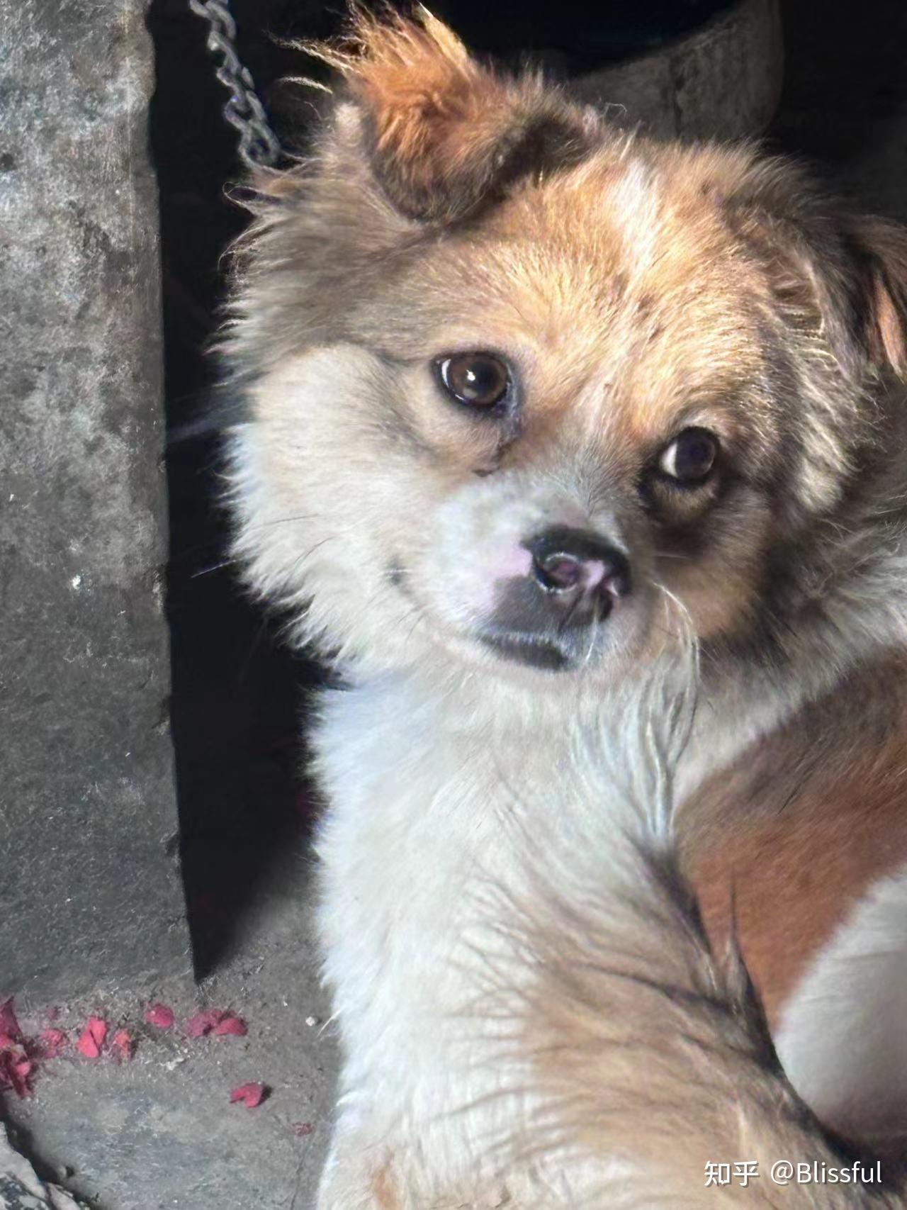 为什么所有狗里面土狗最丑,但是最难死?难道长得丑活得久?