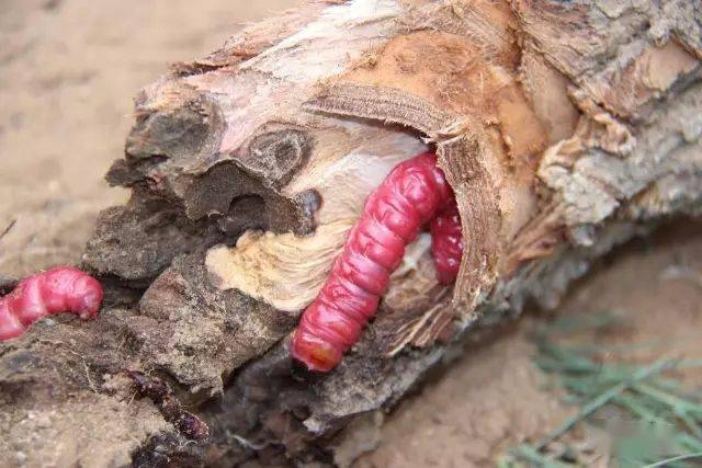 请问有谁认识这种虫子体长估测8至10厘米我拿树枝碰