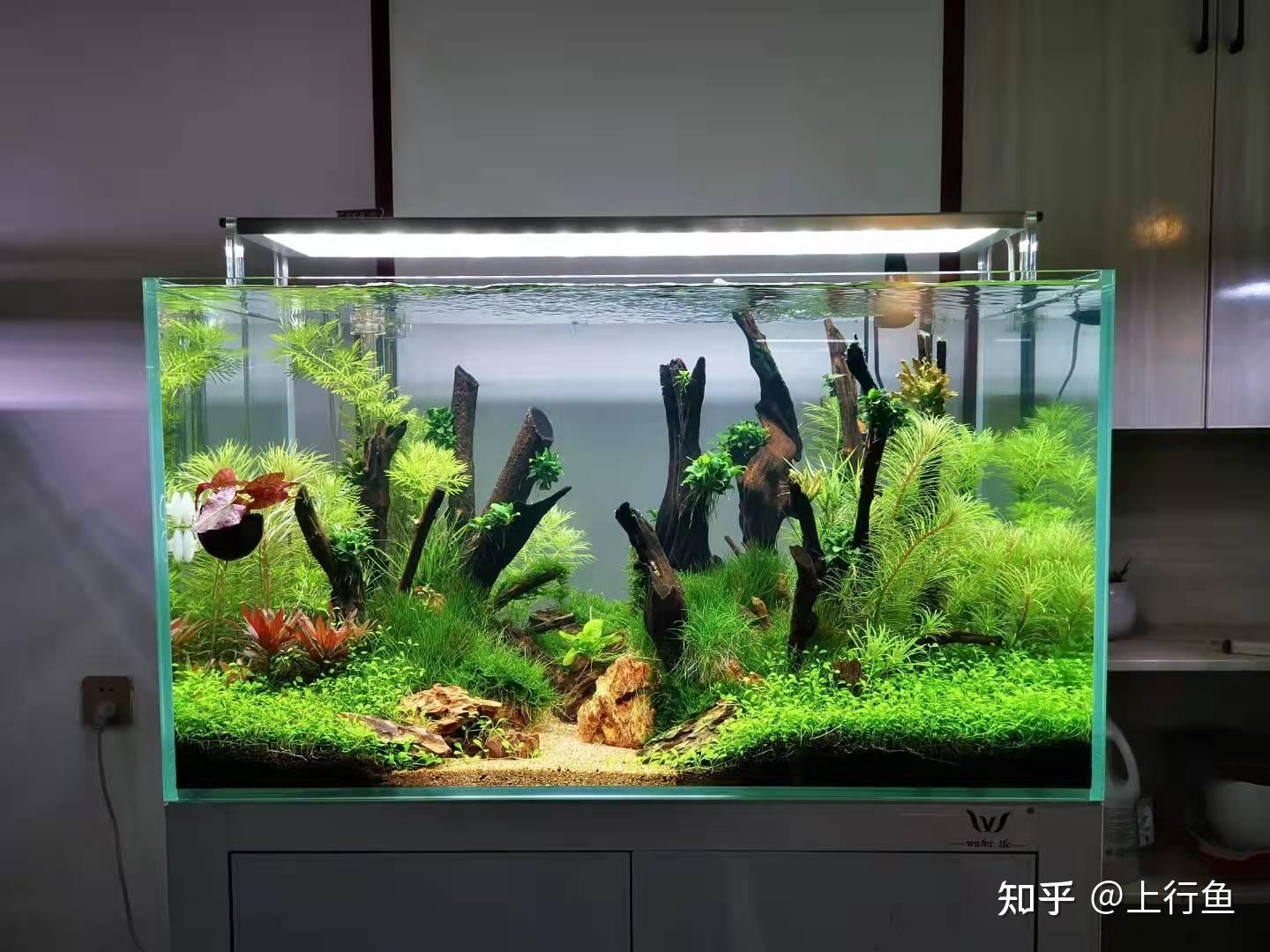 鱼缸养水的正确方法 - 知乎