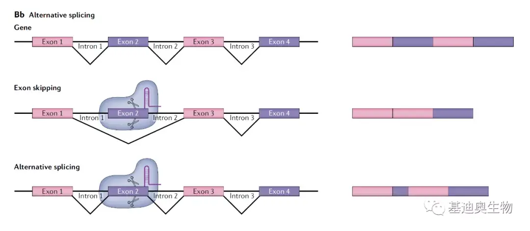 AI教程|如何绘制好看的基因结构示意图？ - 知乎