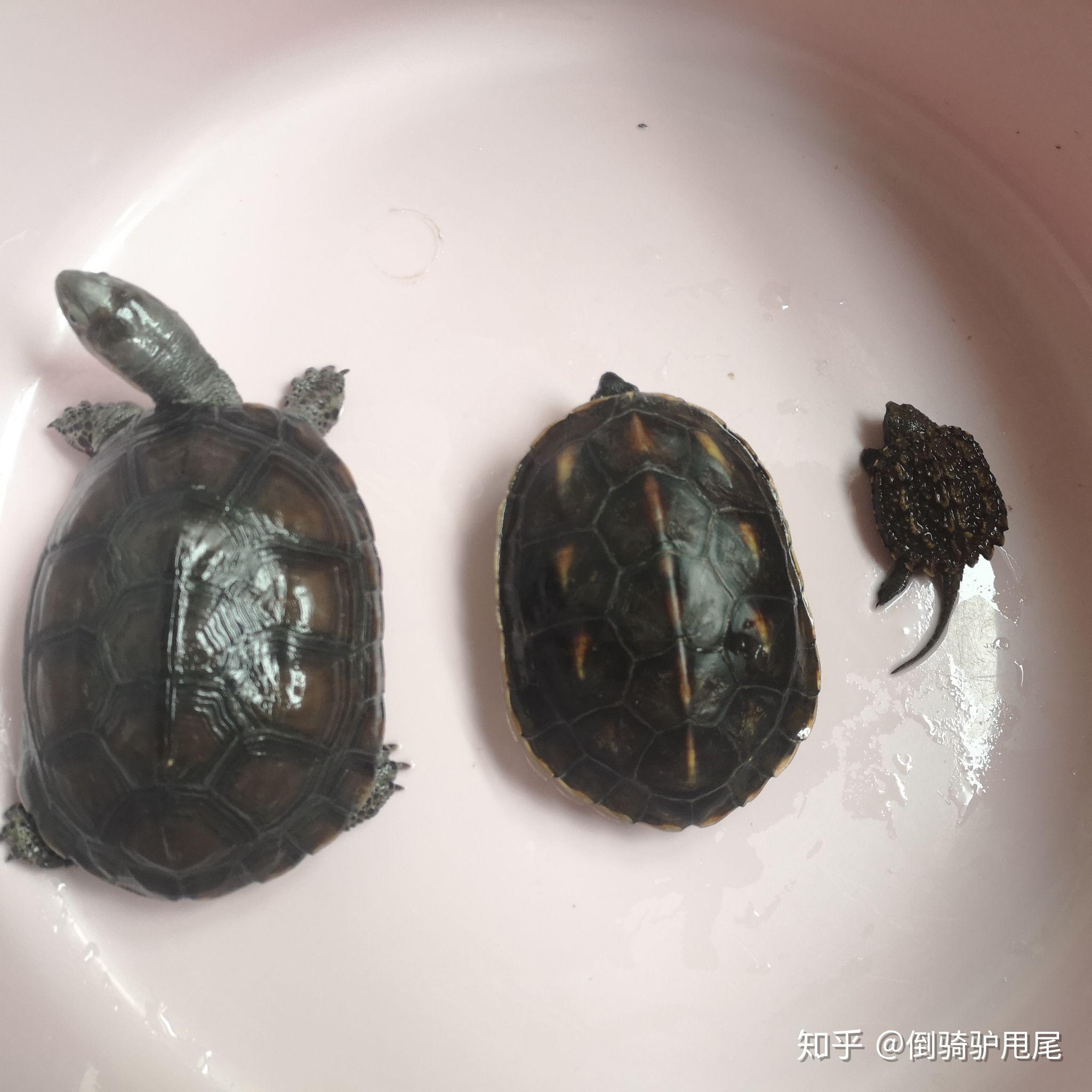 乌龟死了怎么处理