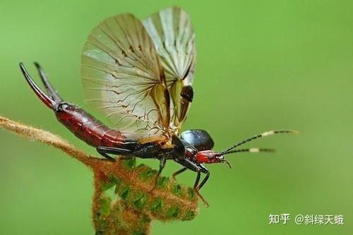 蠼螋會飛嗎家裡發現長得像蠼螋但是長透明翅膀的小飛蟲請問是什麼蟲子