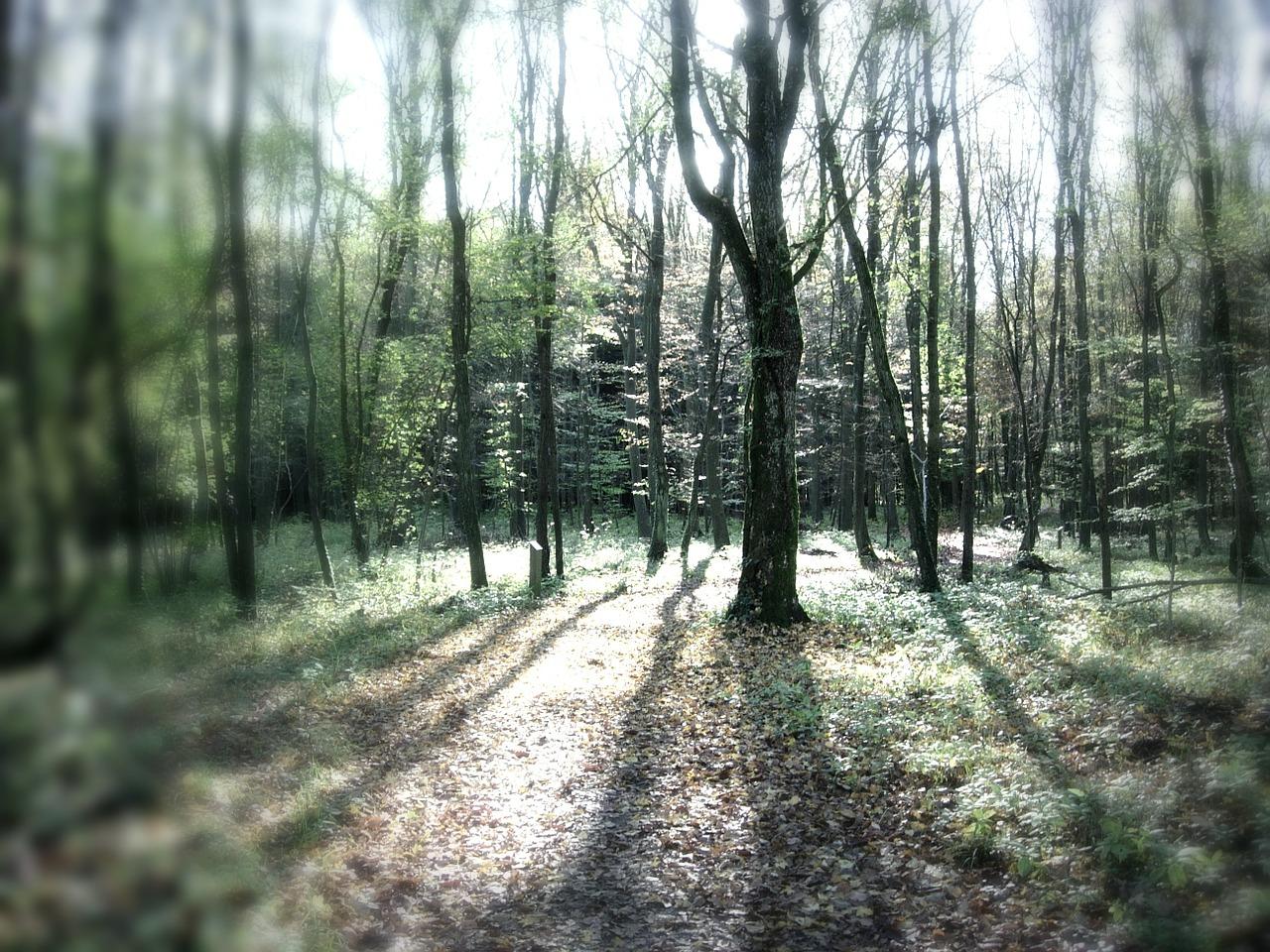 木材如何消除内应力