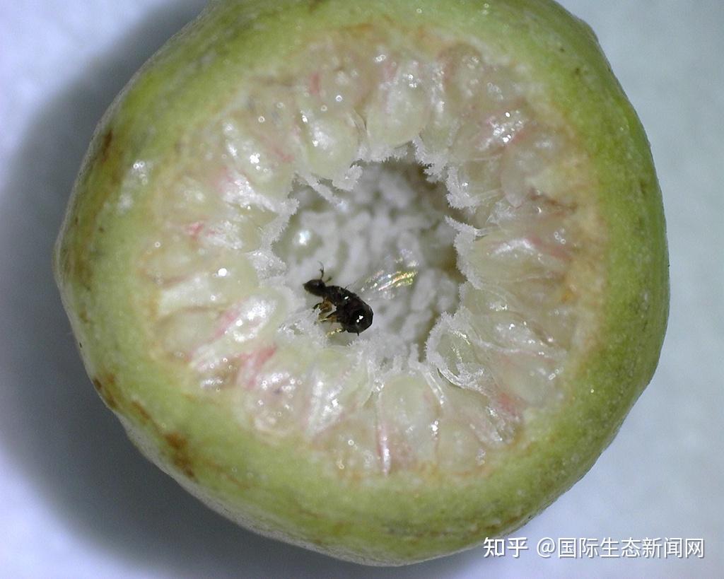 版纳植物园揭示传粉榕小蜂从互惠共生向欺骗寄生演化的机制 - 知乎