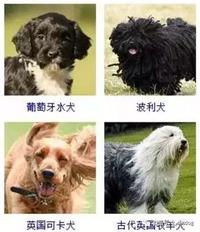178种狗狗品种大全,原来按体型智商都是这么分! - 知乎