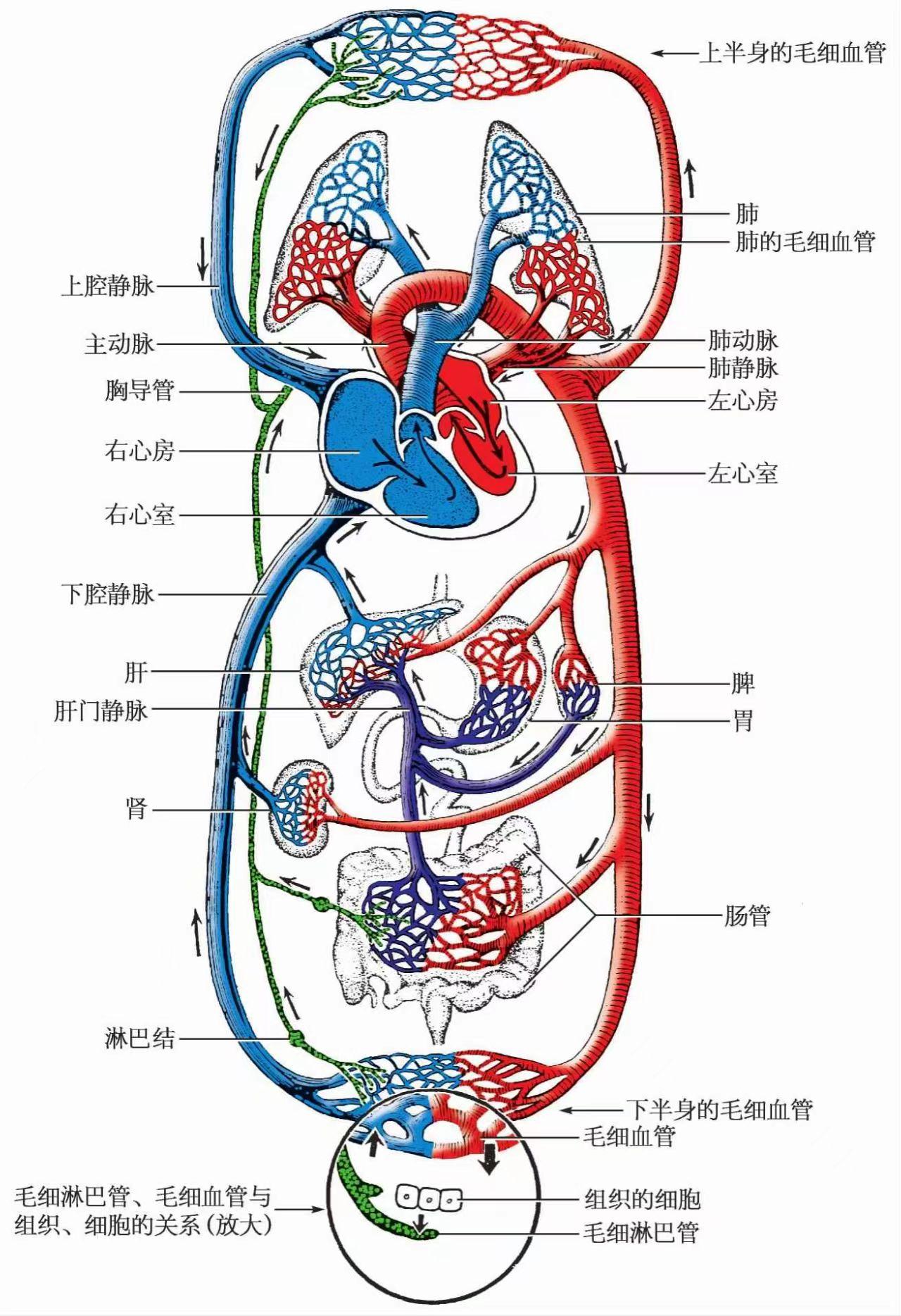 什么是动脉血?什么是静脉血? - 知乎
