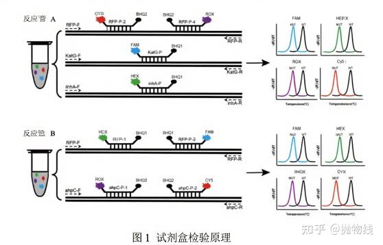 基因突变的检测方法一:荧光定量PCR - 知乎