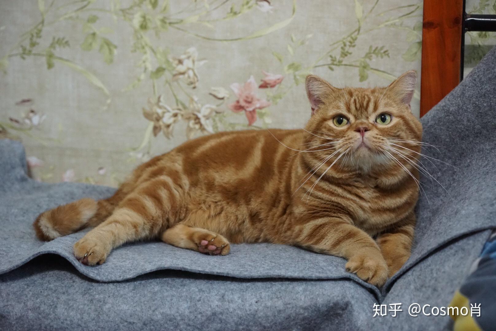 为什么美短红虎斑加白那么冷门