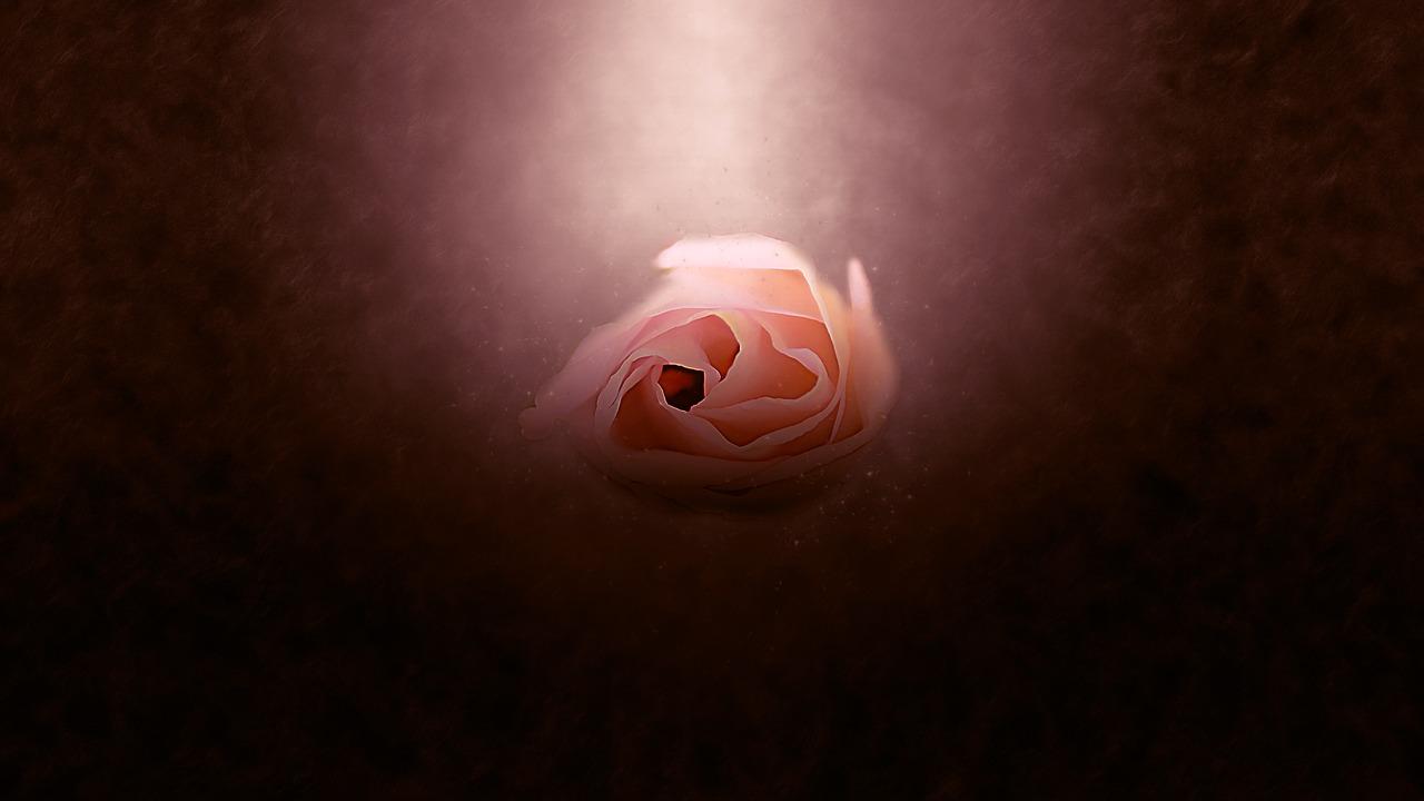 3. 避免损伤花心