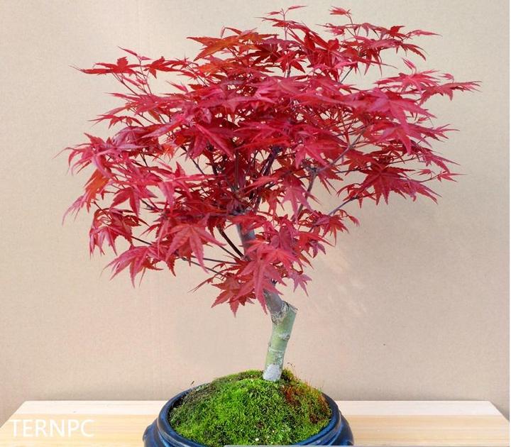 日本红枫红舞姬——植物非试管高效快繁日本红枫红舞姬- 知乎