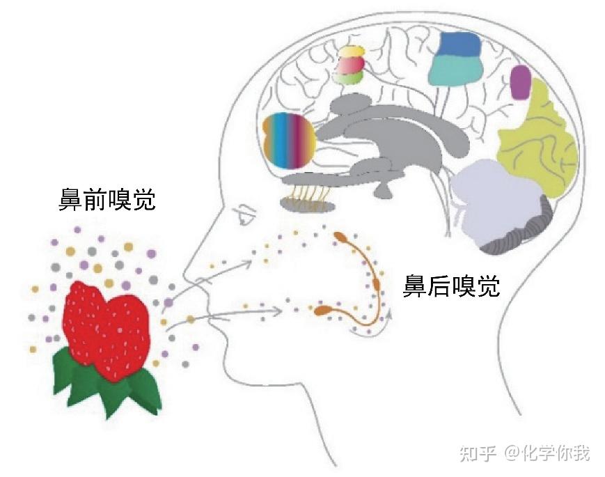 【往届优秀文章】味道的秘密——为什么有些美食“闻着臭吃着香”? - 知乎