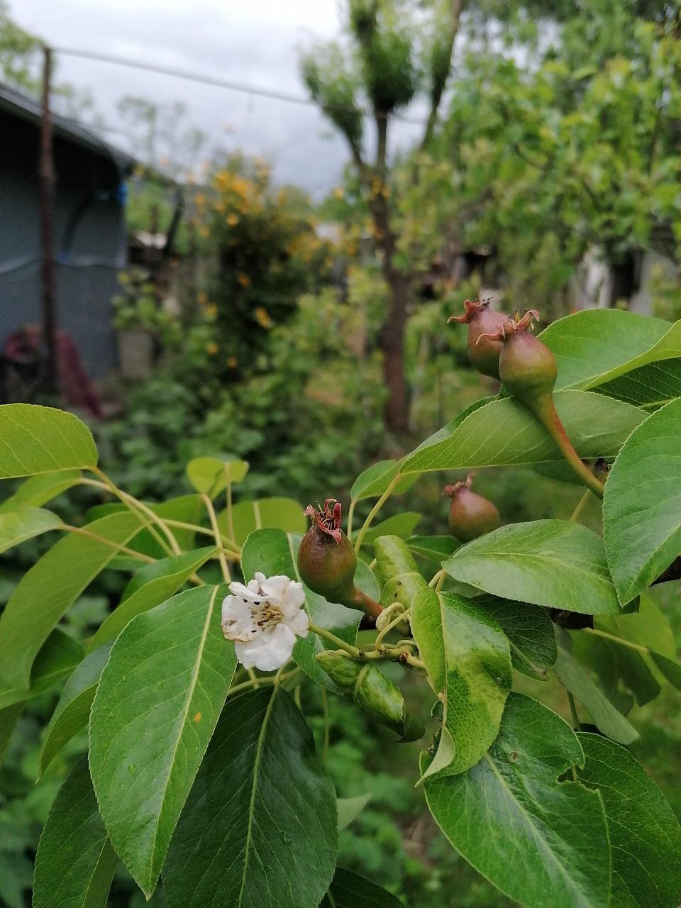 2. 梨子最新价格