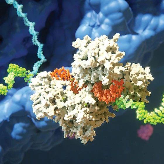 RNA干扰(RNA interference，RNAi) - 知乎