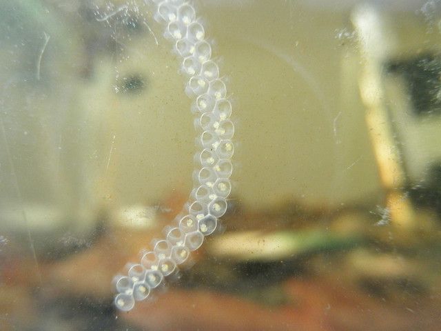 这是什么东西产的卵?