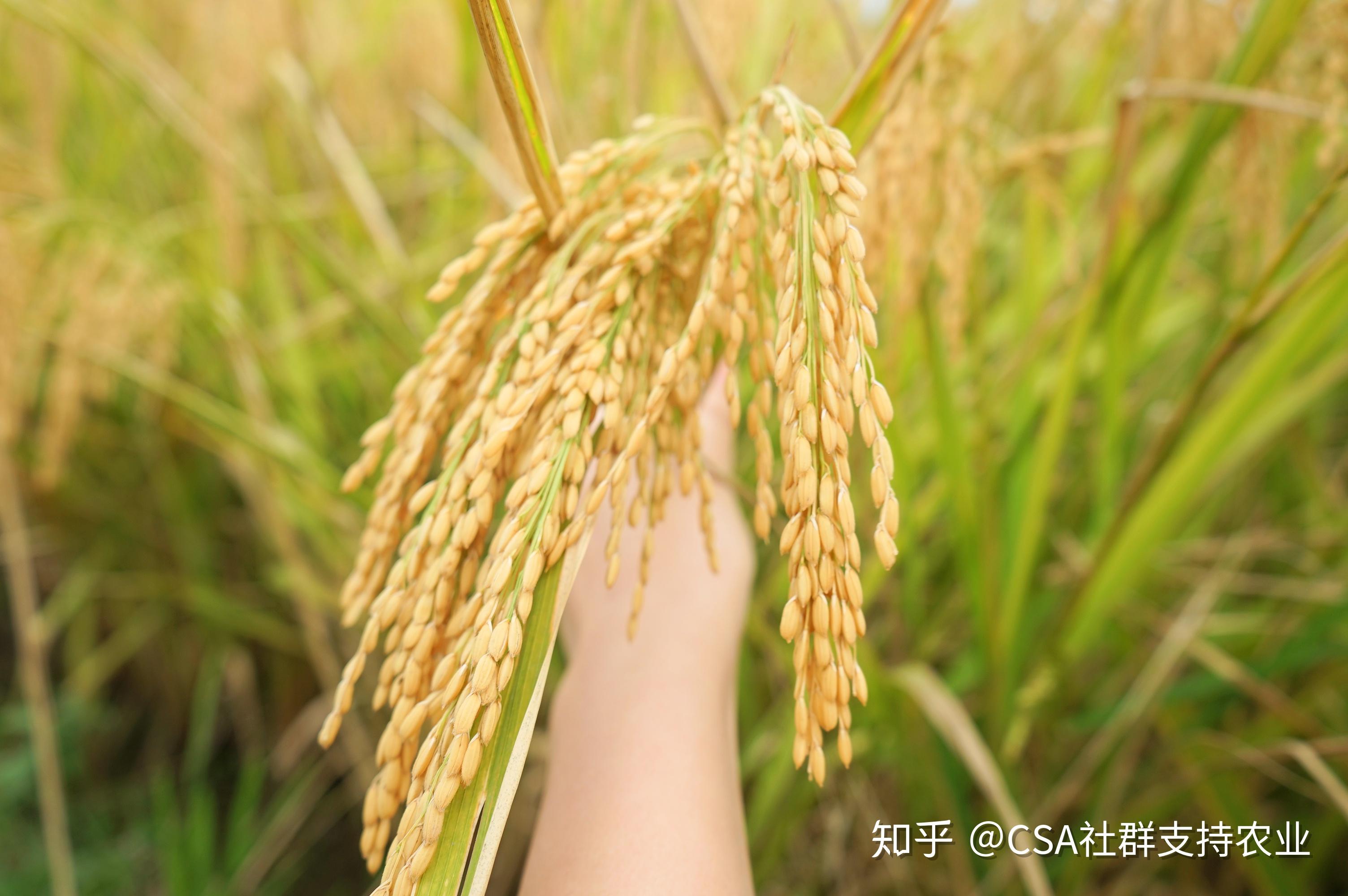 籼稻与粳稻的区别以及历史? - 知乎