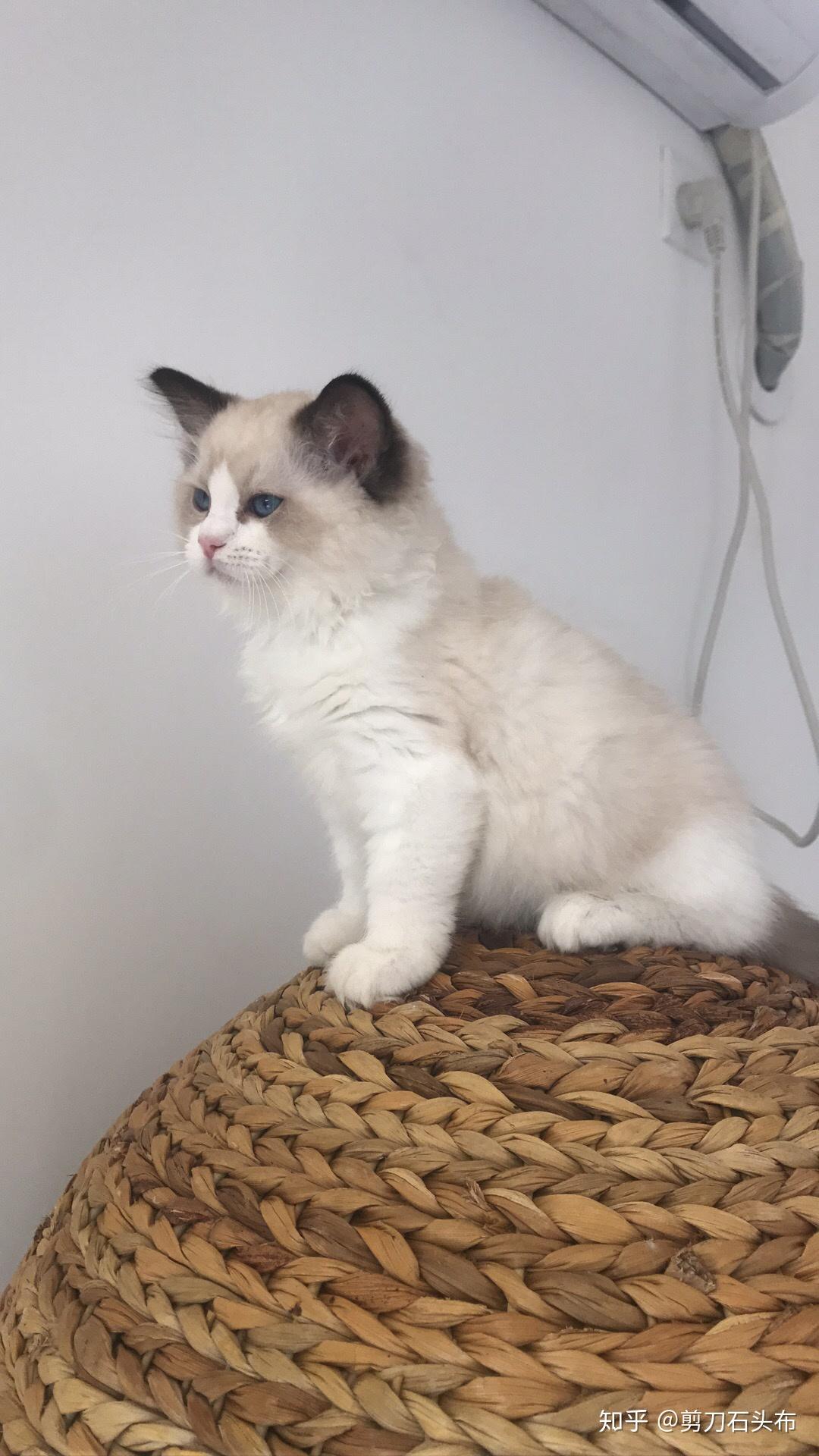 抱回一只小布偶大概也就三个月大布偶的开脸和花色都很淡是长大后颜色