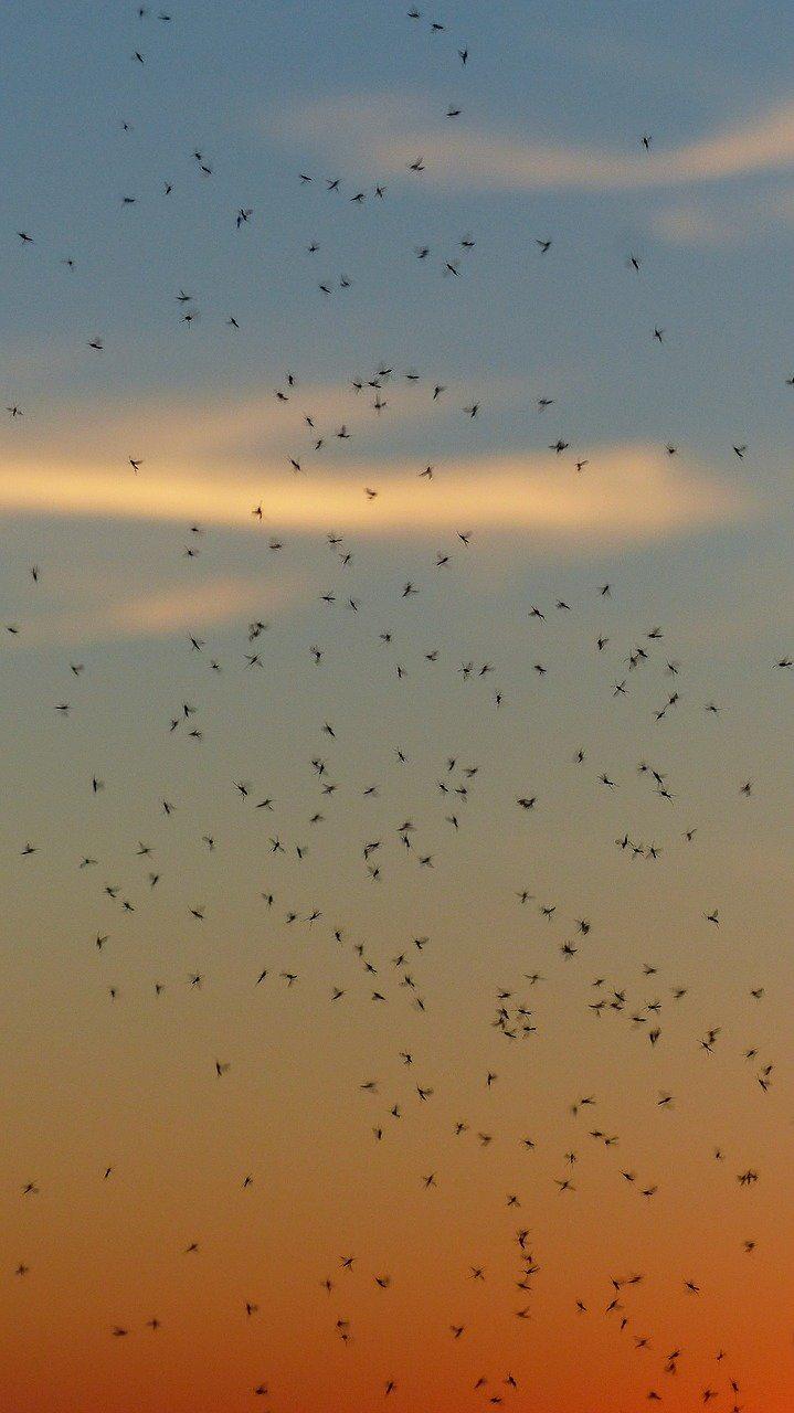 2. 无香型驱蚊液