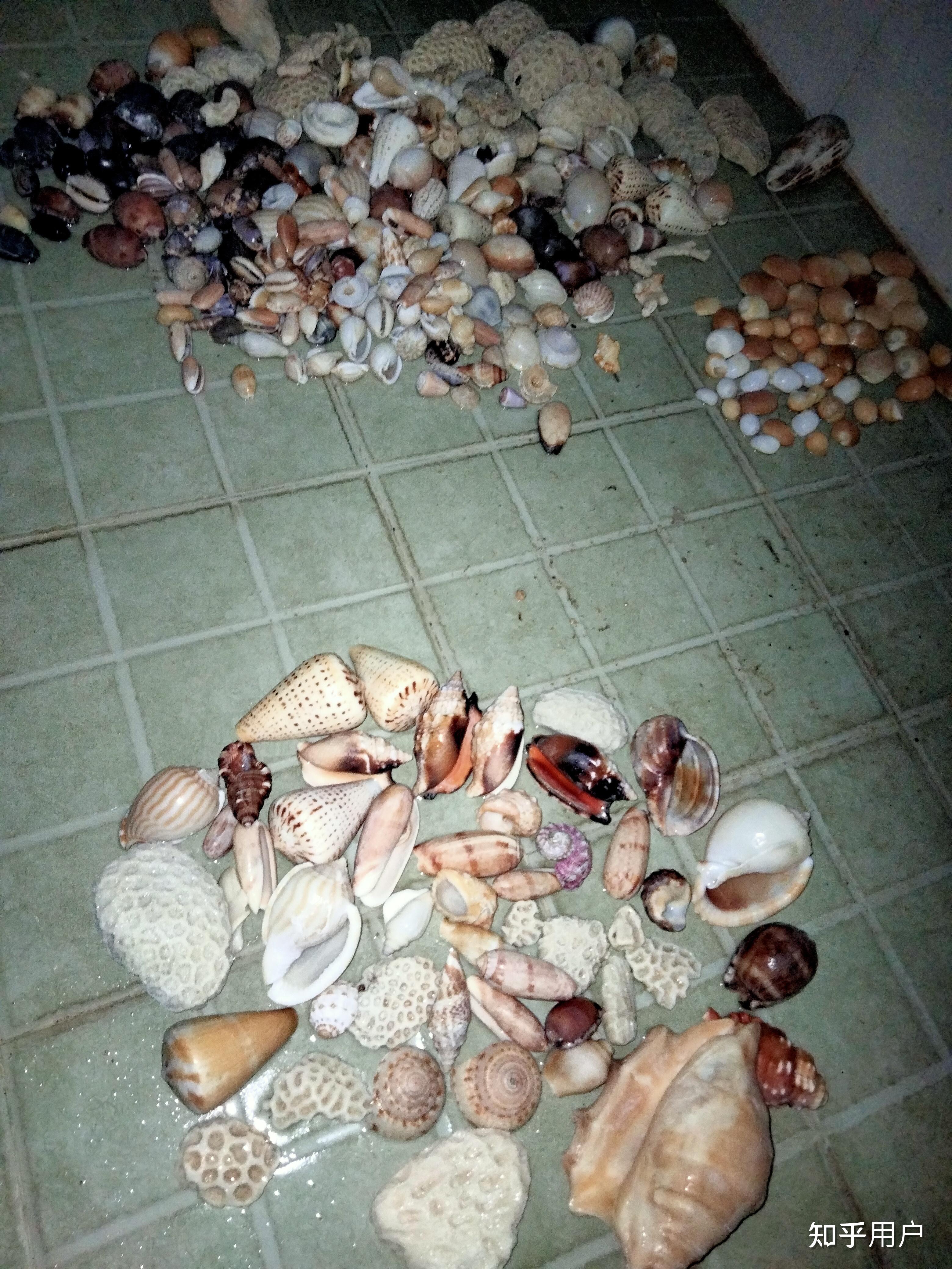 去海南海边捡贝壳是一种什么体验？ - 知乎