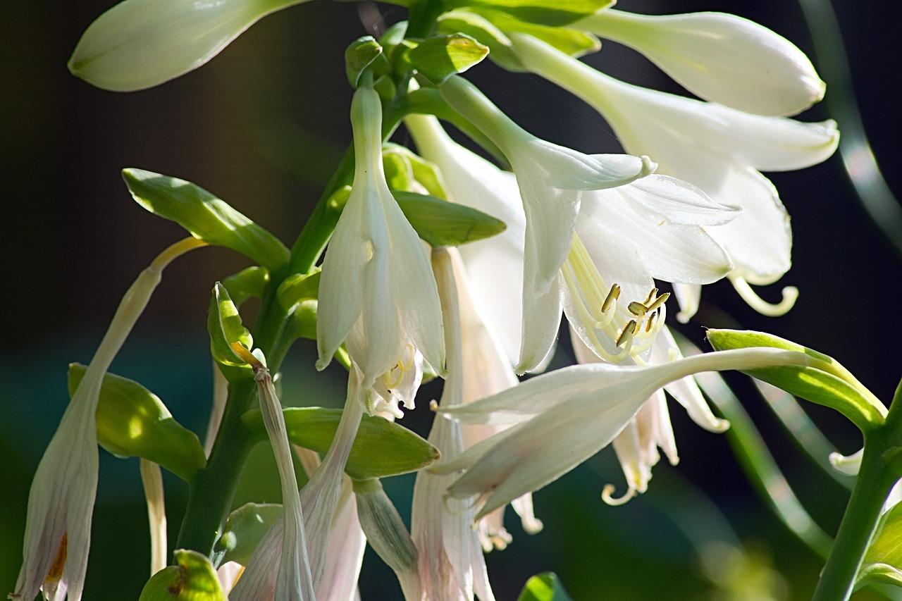 2. 去黄焕白秘诀