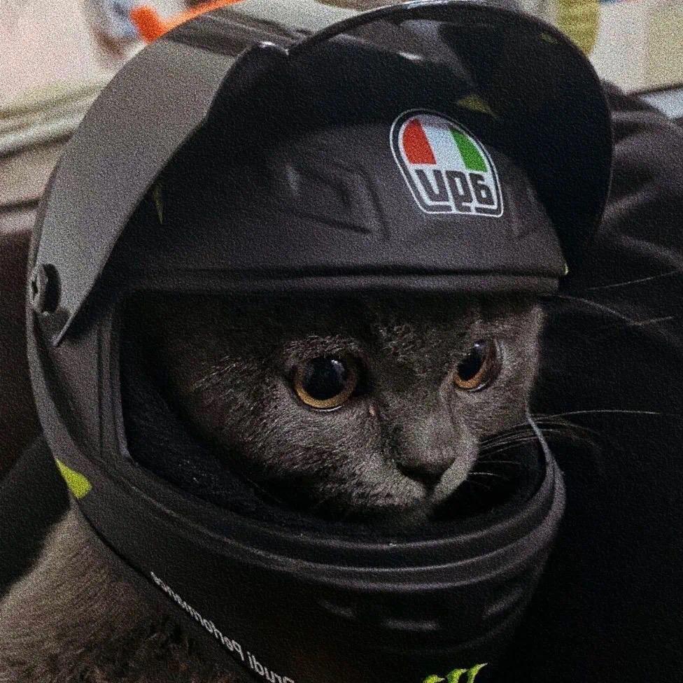 能不能给一些高清的猫咪的头像