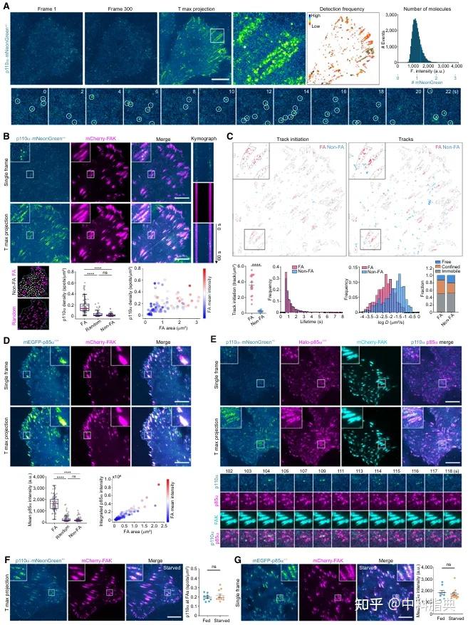 Molecular Cell：PI3K-PI(3,4,5)P3-AKT信号时空调控新机制 - 知乎