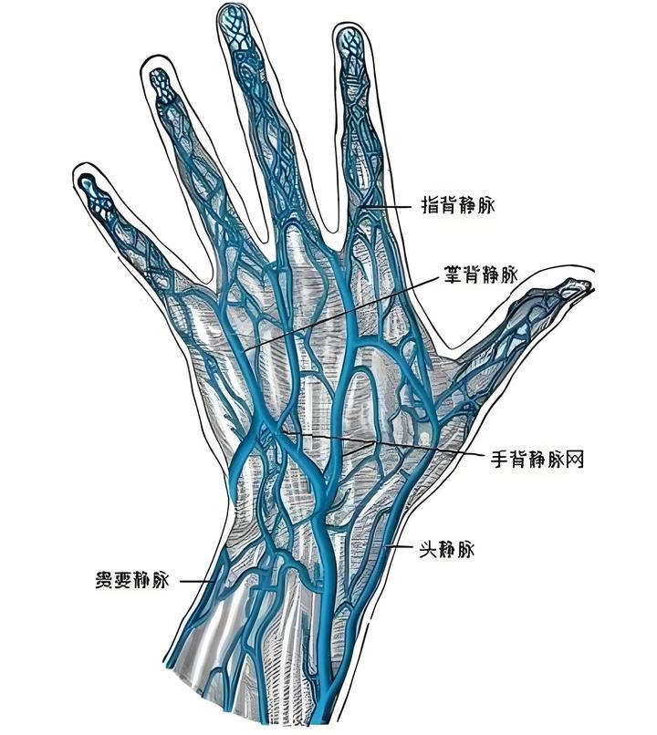 静脉血管为什么是蓝色的