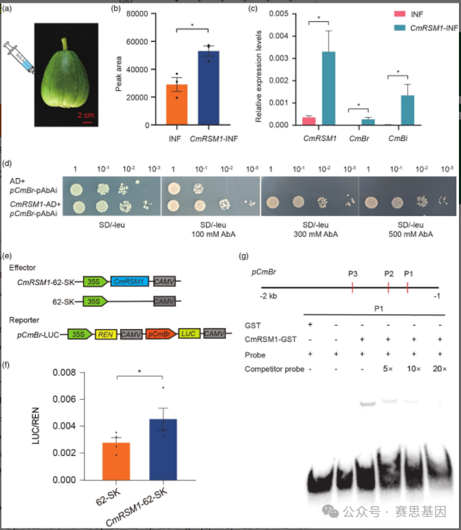 【Plant Biotech J】CPPU处理下的CmBr 表达可引起甜瓜果实变苦 - 知乎