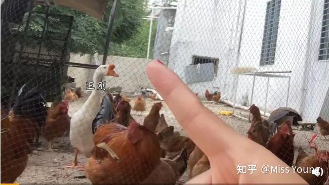 如何评价@野生珍妮?-如何评价野生珍妮