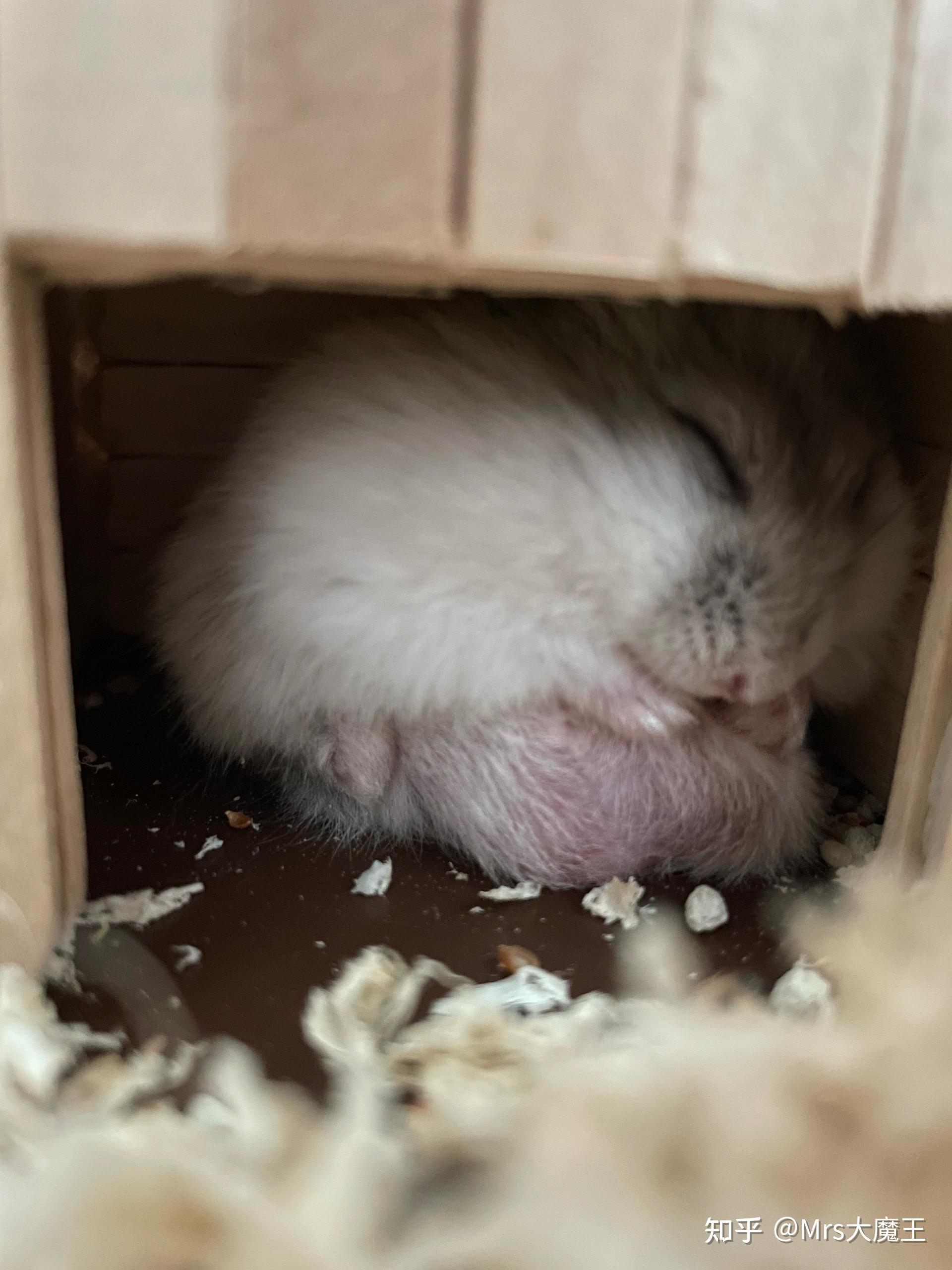 仓鼠这么大的蛋正常吗? - 知乎