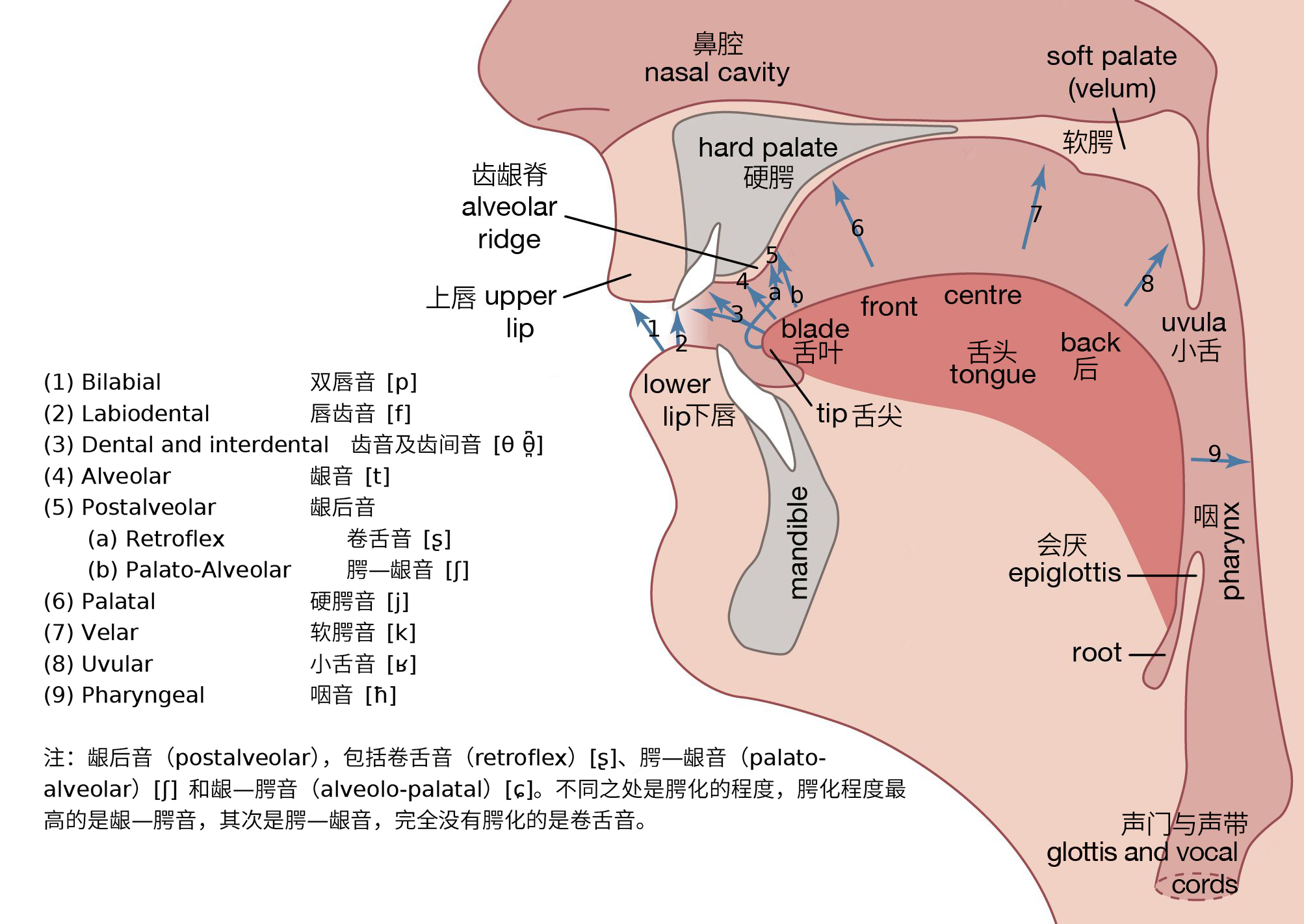 普通话中的翘舌音舌尖后音的详细发音步骤是什么