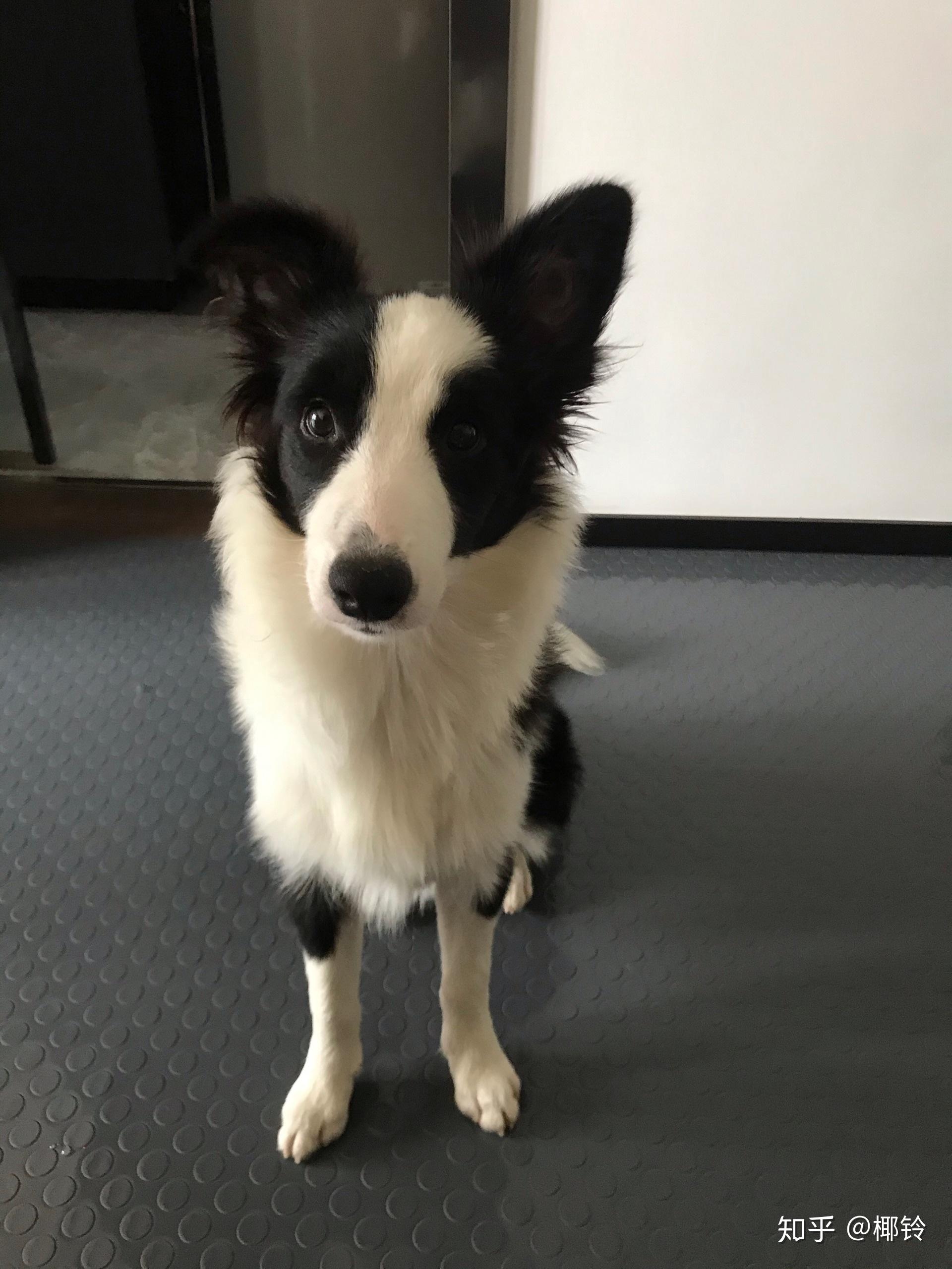 我家这个是短毛边牧吗?