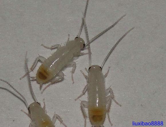 蟑螂有纯白色的吗