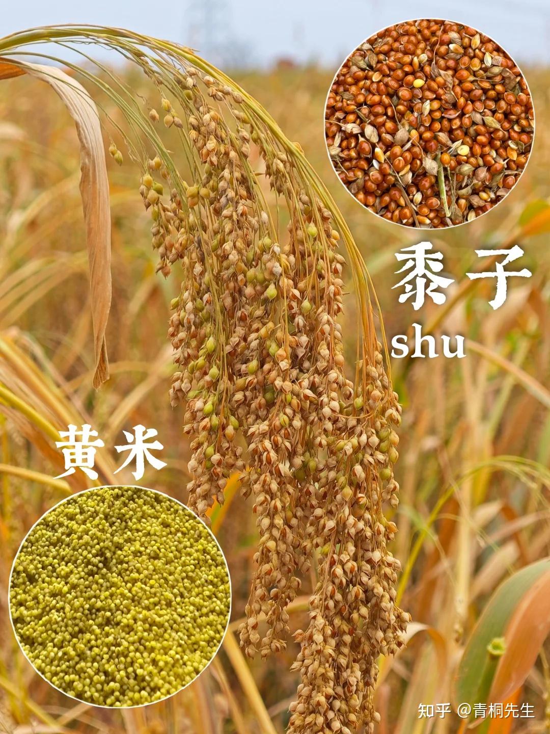 中药材:黍米、黍米黄酒。 - 知乎