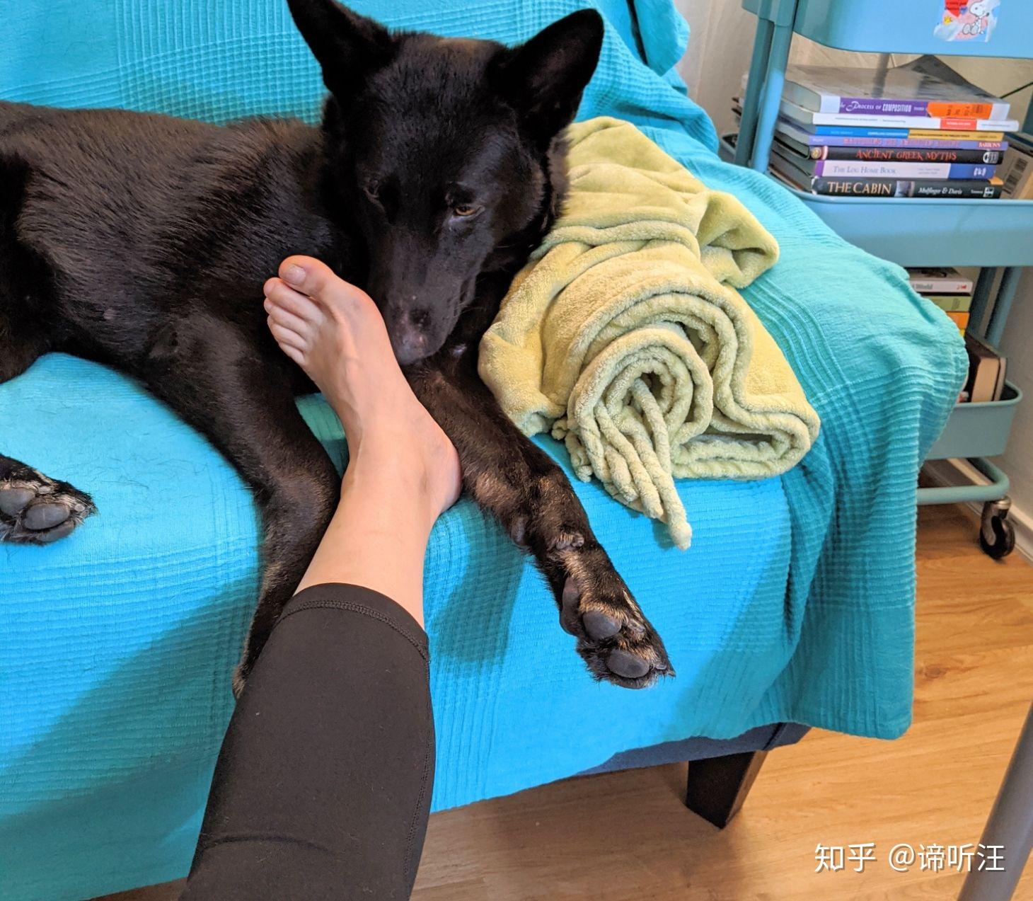 给狗狗穿主人的同款衣服,它们都会感到很开心吗? - 知乎